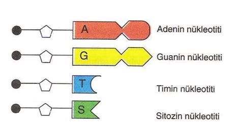 adenin guanin sitozin timin nedir